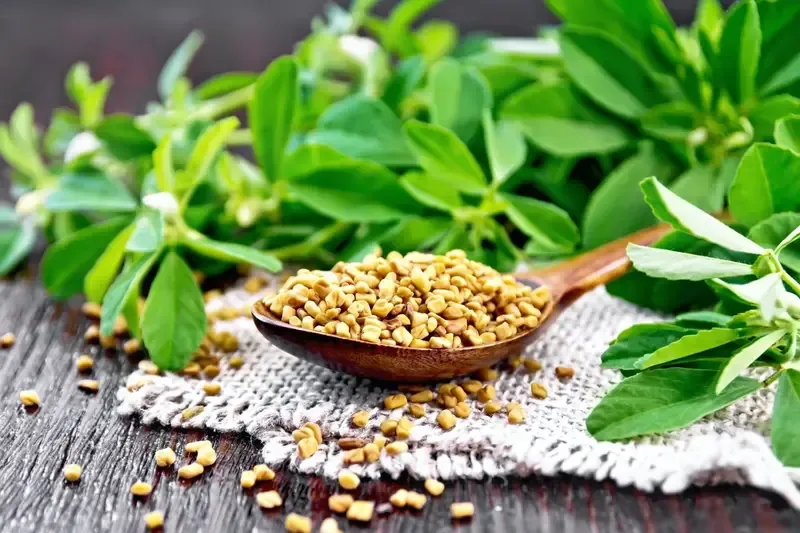 Plantas medicinais colhidas e preparadas para armazenamento